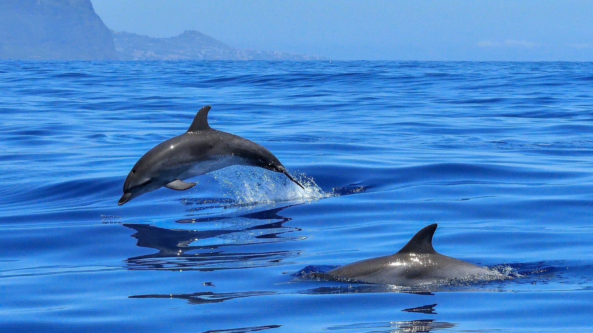 Delfin- und Walbeobachtungstouren