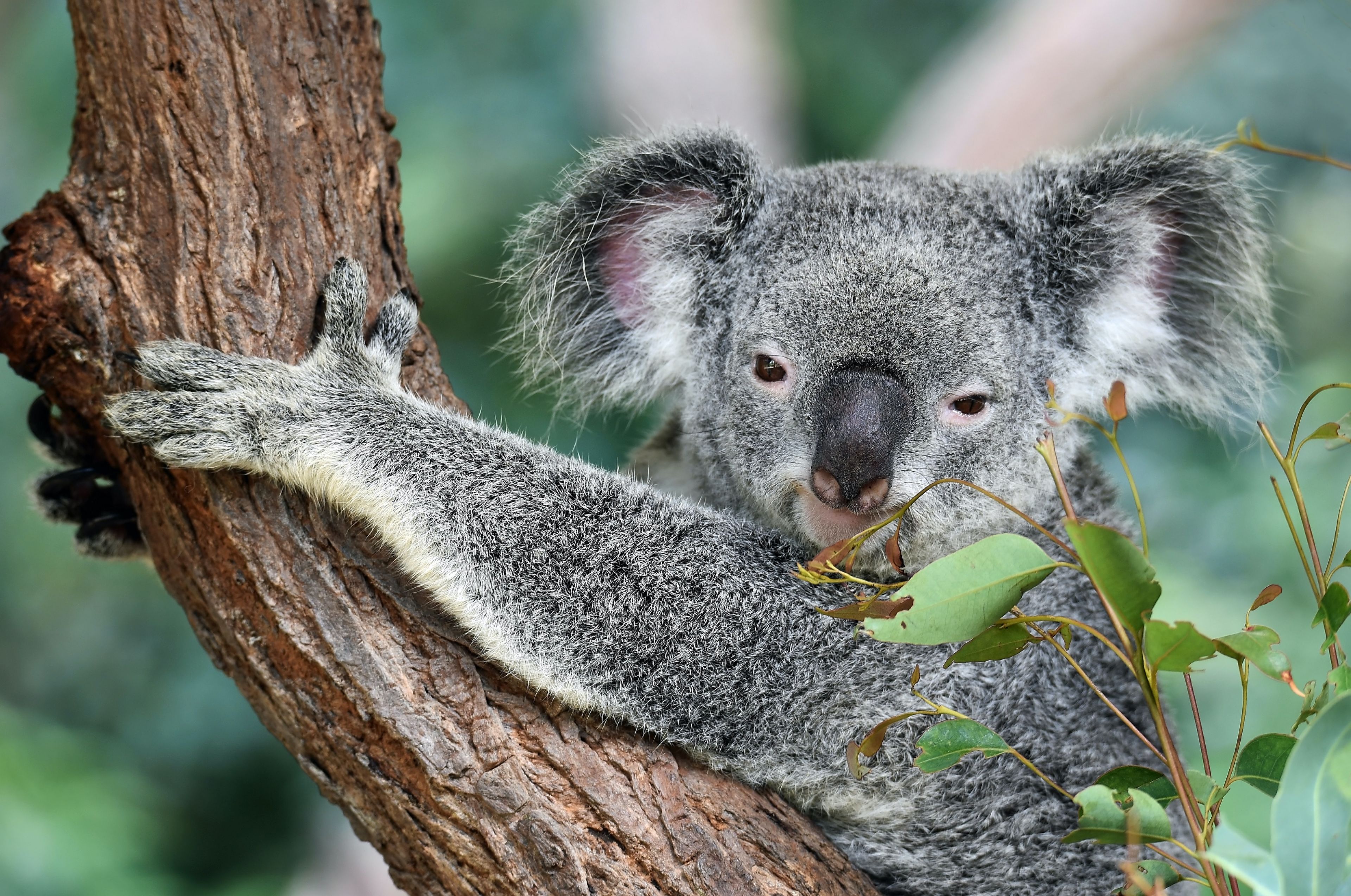 Australien, Koala